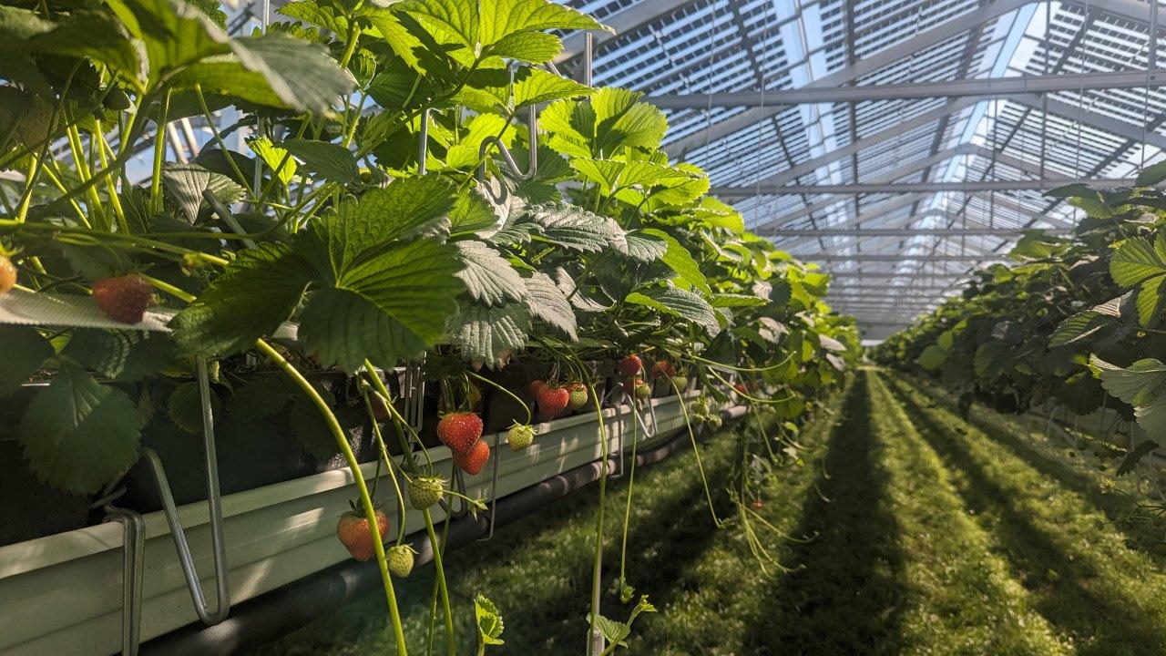 Sustainable Farming
